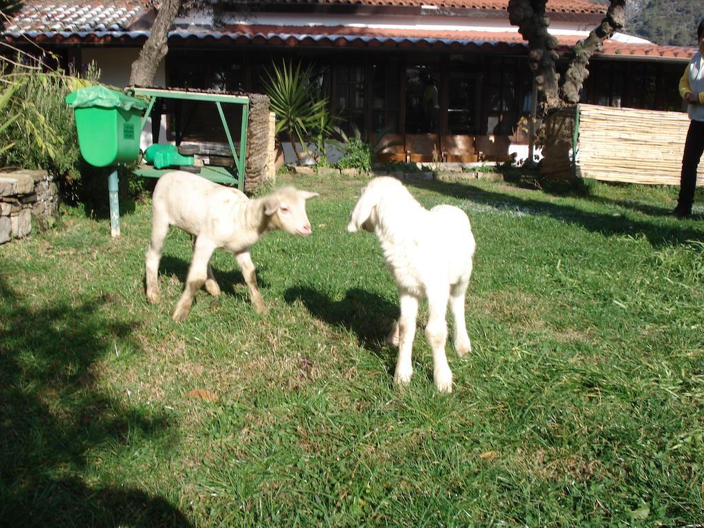 Agriturismo La Vecchia Dolceacqua别墅 外观 照片
